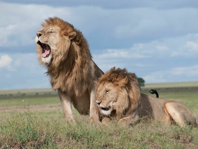 Dos leones se acompañan descansando en las llanuras de la sabana