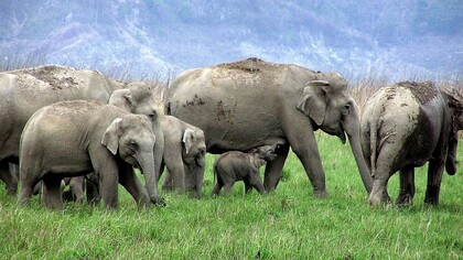 Wild elephant habitats and migration routes are threatened by mining in name of self-reliance © Ashish Kothari