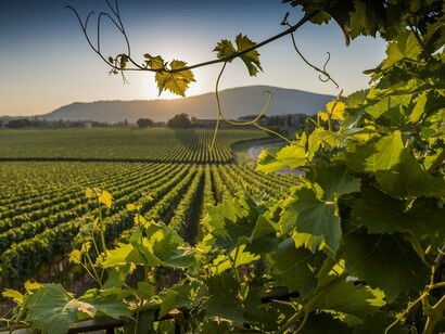 I vigneti
