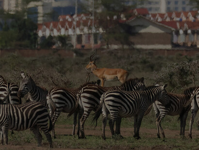 Nairobi National Park with city in background © Gehan de Silva Wijeyeratne