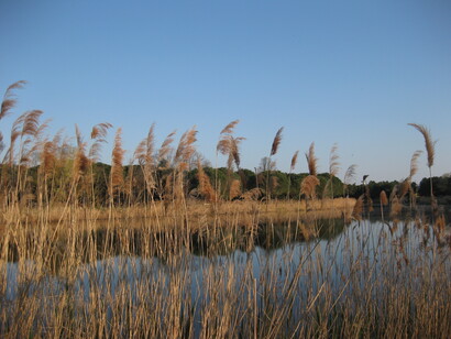 Phragmites australis (Cav.), Cannuccia di palude nella Laguna Veneta