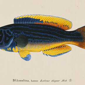 Wilhelm von Wright: Cuckoo-Wrasse, Male, 1836–1857. Finnish National Gallery / Ateneum Art Museum. Photo: Finnish National Gallery / Ainur Nasretdin