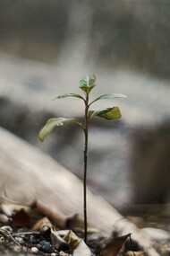 La résilience est cette capacité qui nous permet de surmonter les difficultés