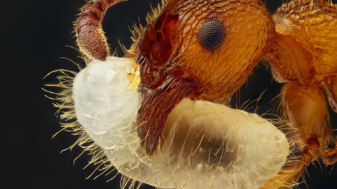 Una hormiga cargando un huevo