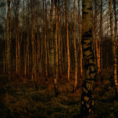 Woodlands. Courtesy of Bernheimer Fine Art