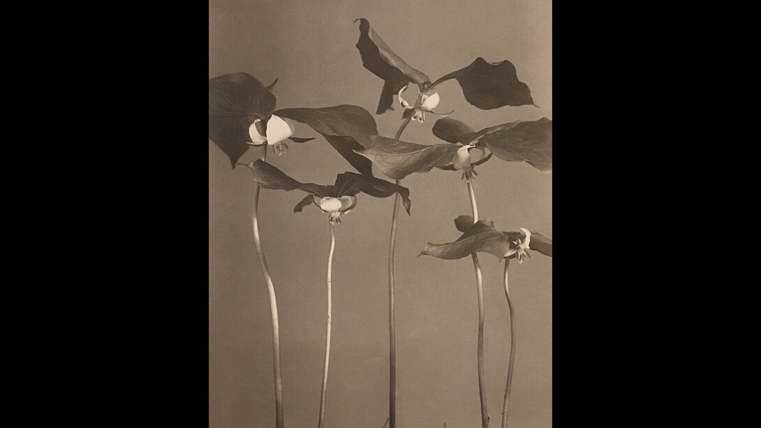 Kate Furbish and Edwin Hale Lincoln. Courtesy of Bowdoin Museum