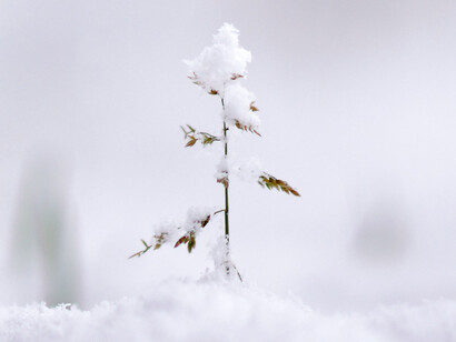 Planta cubierta de escarcha: los ciclos giran y seguirán girando como tienen que hacerlo, dan vueltas y vueltas
