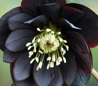 L'elleboro nero, pianta che si riteneva purificasse e curasse i mali della psiche