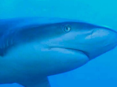 Tiburón de arrecife del Caribe («Carcharhinus perezi»)