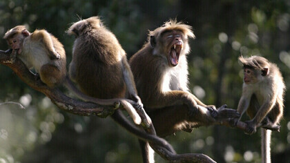 Toque Monkey 2008 08 05 Hakgala CRW_4472  (c) Gehan de Silva Wijeyeratne