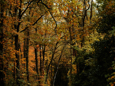 An autumn pathway winding through a lush forest, drawing the eye into the depths of the trail ahead