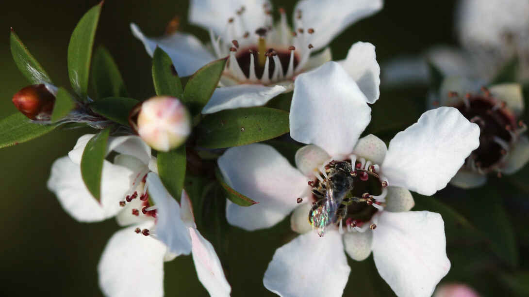 Fiori di Manuka (Leptospermum scoparium)