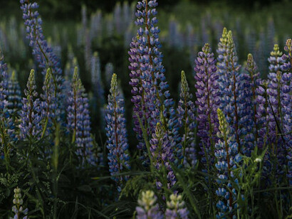 The lavender’s rich hues and subtle texture invite introspection and self-visualisation, reflecting on the essence of who we are and our place in the world