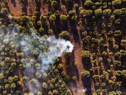 Uforest si è concentrata sulla promozione dell’innovazione e della conoscenza nella silvicoltura urbana