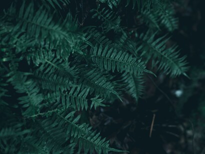 Verde viento, verdes ramas