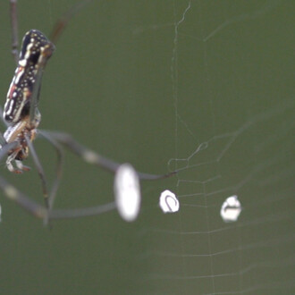 Rivane Neuenschwander. Courtesy of Fortes D’Aloia & Gabriel