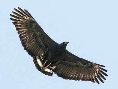 En el mundo de arriba están las nubes, los truenos, el granizo y la lluvia que riega la tierra, así como brilla el sol con su radiante energía, mientras la luna con sus fases incide en el ritmo de la vida. Águila solitaria, 2023, (Buteogallus solitarius) en Perú