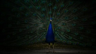 A beautiful peacock spreads out their feathers in pride