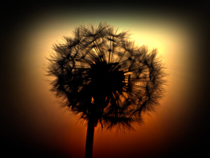 Sombra de un diente de león durante el atardecer