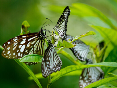 Gruppo di farfalle posate su delle foglie