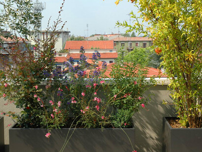 Il melograno e cespugli fioriti 