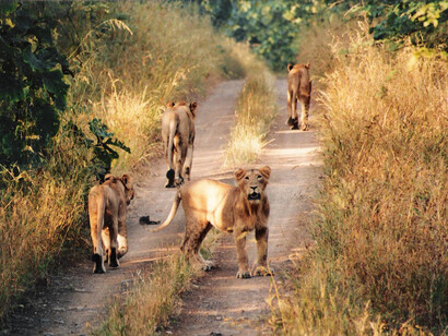 The lions of Sasan Gir