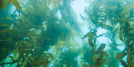 Ecosystems. Courtesy of California Science Center