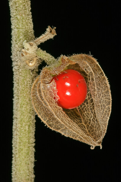 Com ação anti-inflamatória e antioxidante, a Ashwagandha protege contra doenças neurológicas e danos celulares