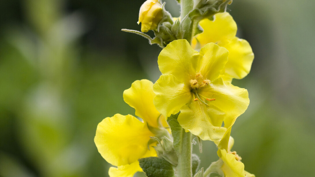 Gordolobo: «Las plantas son un milagro, pero si la persona enferma no tiene al menos algo de fe en que esa planta puede curarlo, ¡entonces no la necesitará!»