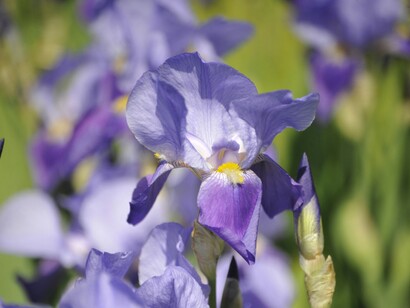 In ambienti naturali, l’attenzione si orienta su elementi concreti e ciclici, piuttosto che su input informativi continui e spesso polarizzanti