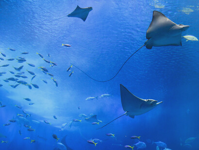 Sustainable future: the UN’s Sustainable Development Goals have now, thankfully, taking over from GDP