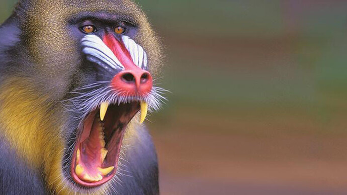 Monkeys. Courtesy of Royal Belgian Institute of Natural Sciences