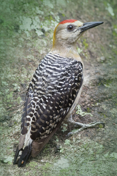 Pájaro carpintero («Melanerpes hoffmannii»), bautizado en honor de Hoffmann. Foto: Guillermo Saborío