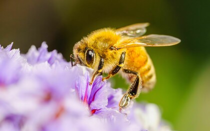 En la Amazonía peruana, las abejas sin aguijón se han convertido en un símbolo de cómo la conservación de la biodiversidad puede generar desarrollo sostenible para las comunidades locales