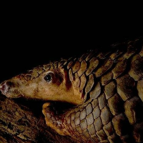 ¿El virus procede del pangolín?