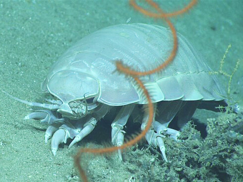 El isópodo del género Bathynomus se ha reportado más en el Atlántico americano que el europeo, y en el Indo Pacífico
