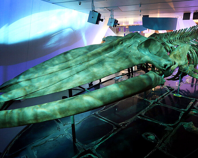 The Blue Whale Story. Courtesy of ROM 