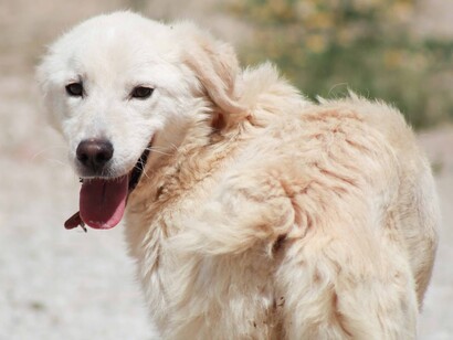 Un perro sonriendo a sus nuevos dueños