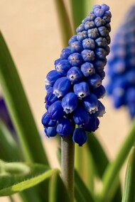Les plantes réagissent à leur environnement
