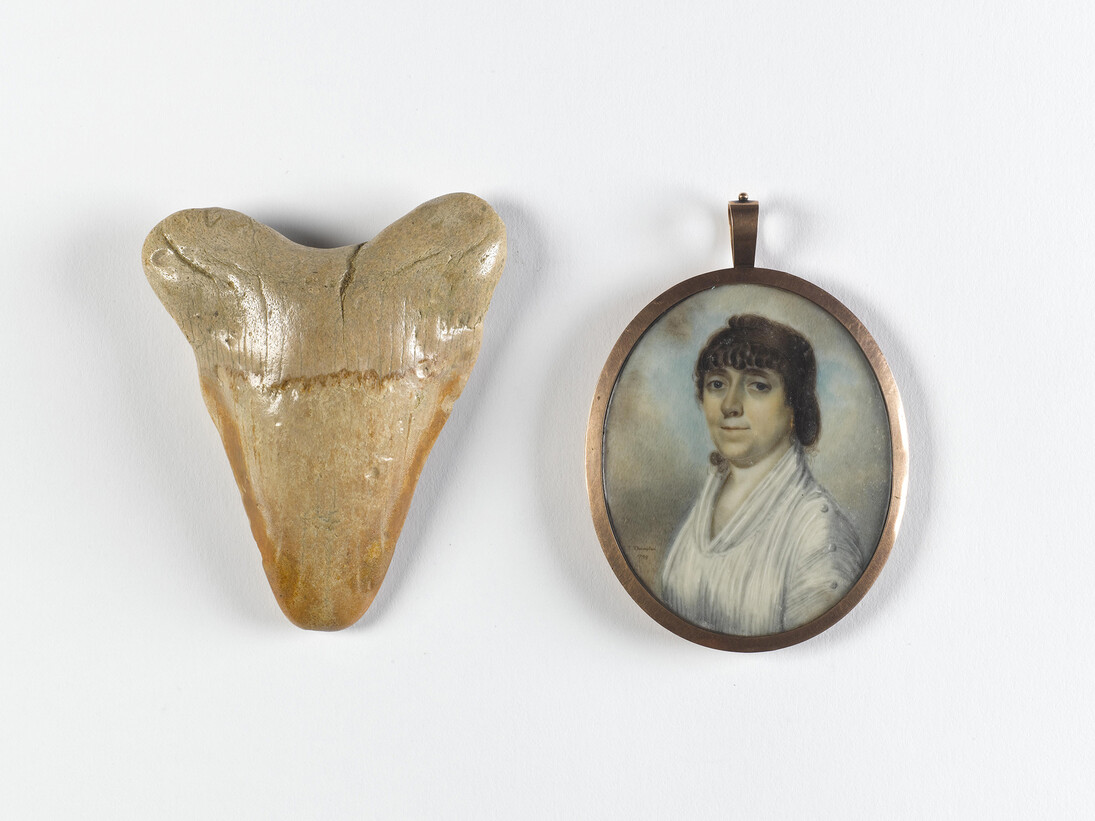 Fossil shark tooth Carcharodon megalodon, USA
Collection National Museum of Ireland – Natural History
Thomas Clement Thompson, Mrs Reid, wife of Captain Reid of Co. Tipperary, 1799, Watercolour on ivory in a gold pendant, 6.8 x 5.6 cm, Transferred from the National Museum, 1969, National Gallery of Ireland Collection, Photograph © National Museum of Ireland. Photographer: Bryan Rutledge

