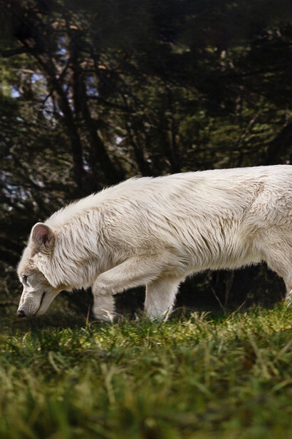 En la actualidad, numerosas especies silvestres enfrentan distintos grados de amenaza según la IUCN. Fotografía de Colossal