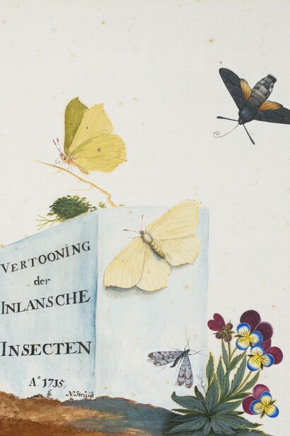 Nicolaas Struyck, title page for an album of native insects (detail), 6 June 1715. Mit freundlicher genehmigung der Gemäldegalerie