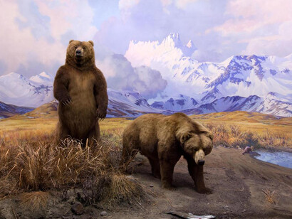 Bernard Family Hall of North American Mammals. Courtesy of American Museum of Natural History