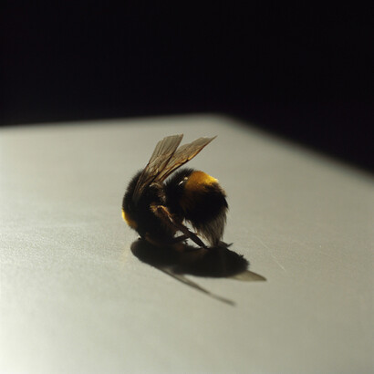 Lydia Goldblatt, Bee, 2010-2013, Chromogenic print, 20 x 20 inches, edition of 6