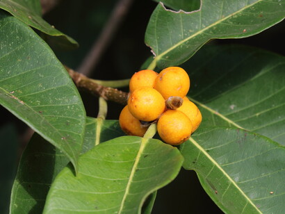 Figs are an important food source for frugivorous birds © Gehan de Silva Wijeyeratne