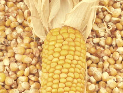 Corn has the third highest production value of crops in Brazil