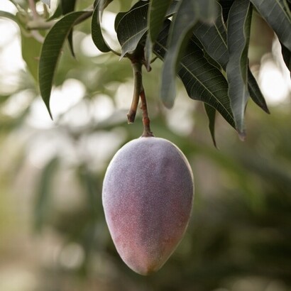 Les terres agricoles fertiles du Mali sont idéales pour la culture de la mangue