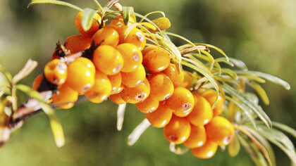 Sea Buckthorn, the King of the Superfruits