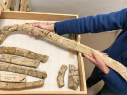 Paleolab. Courtesy of Carnegie Museum of Natural History
