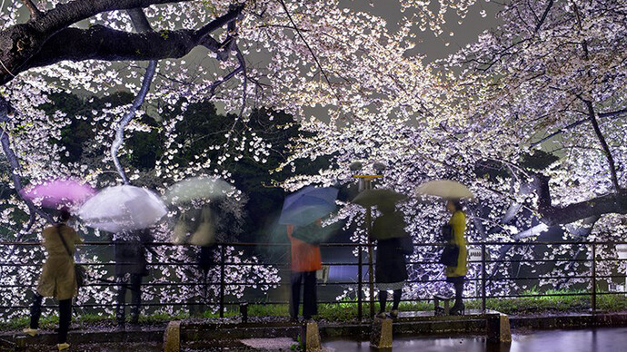 Hanami #5, Chidorigafuchi, Thursday April 3rd, 2014, Tokyo (TV14605), 2014 ©Matthew Pillsbury / Courtesy of Benrubi Gallery, NYC